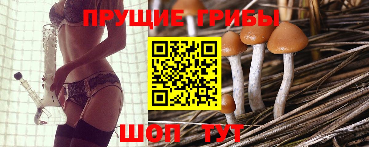 Псилоцибиновые грибы Psilocybine cubensis Беслан